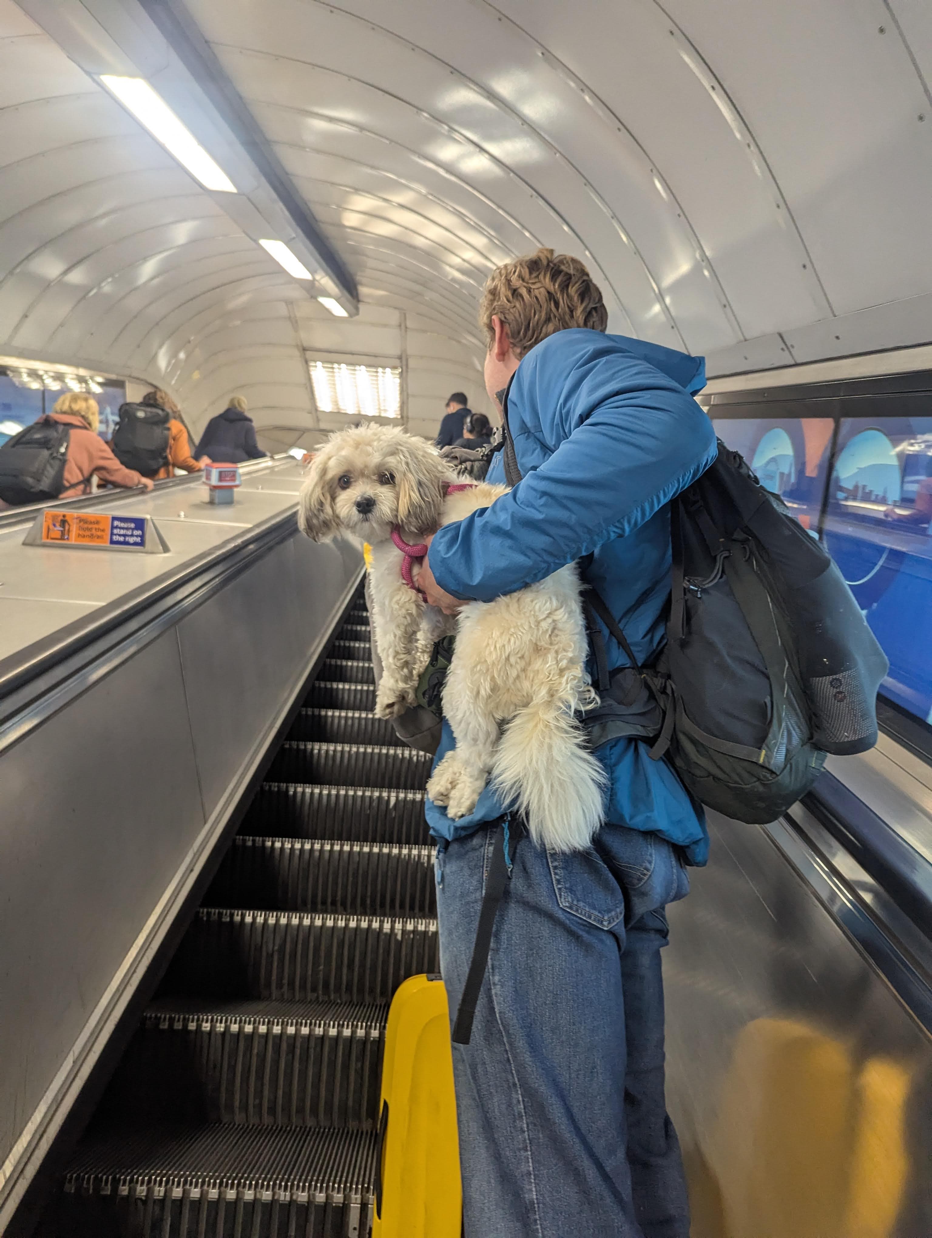 Tom Zoro Escalator